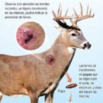 La amenaza subterránea: Miasis, un peligro oculto que azota a la fauna silvestre