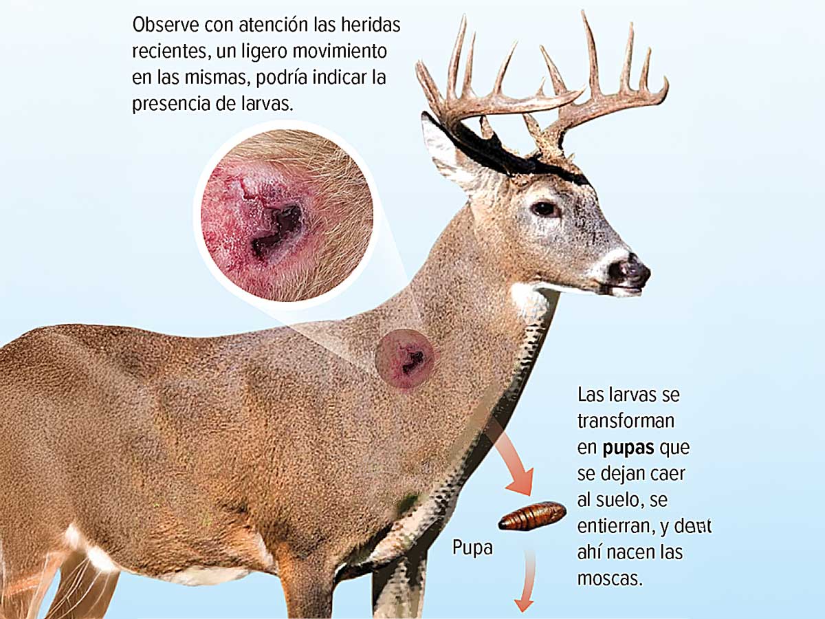 La amenaza subterránea: Miasis, un peligro oculto que azota a la fauna silvestre